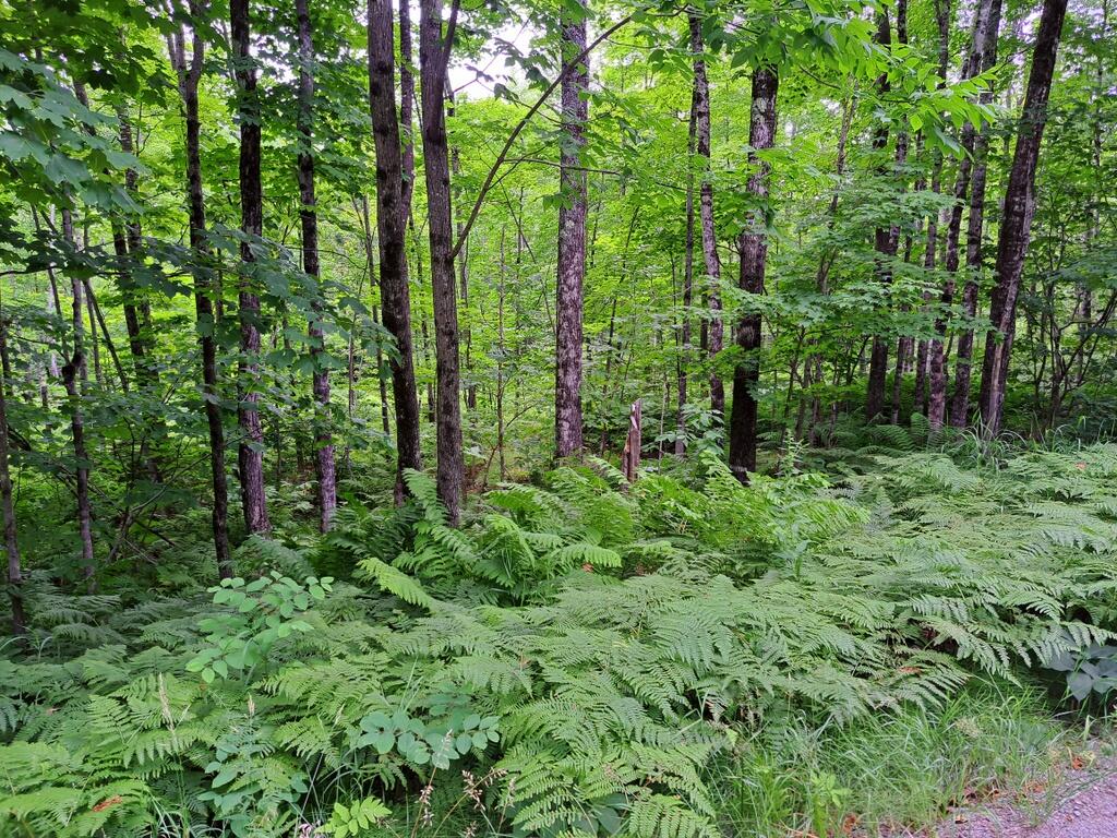 Lot 12 Barker Road New Vineyard ME 04956
