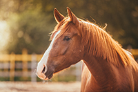 Equestrian Properties in Maine