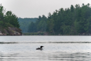 Loon Lake in Maine
